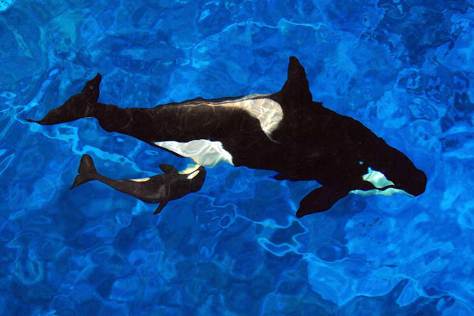 Killer_Whale_Calf_FLAD303